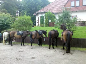Die Pferde auf dem Parkplatz